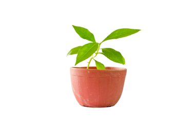 Little tree in pot isolated