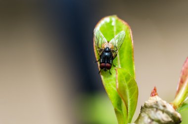 Yeşil doğada fly