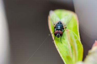 Yeşil doğada fly