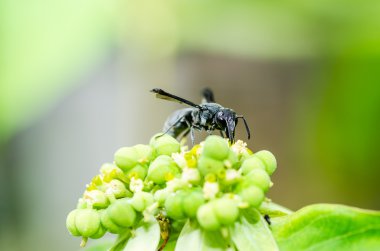 Wasp yeşil doğa veya Bahçe