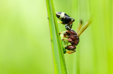 Wasp yeşil doğa veya Bahçe