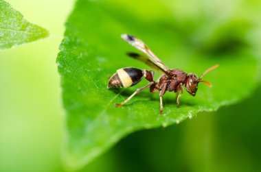 Wasp yeşil doğa veya Bahçe