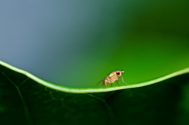 Yeşil doğada fly