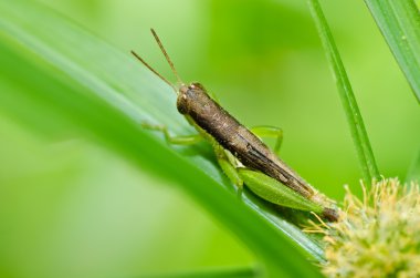 Grasshopper in green nature