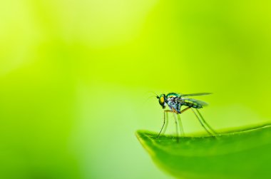 Yeşil doğada uzun bacaklı fly