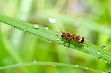 Wasp yeşil doğa veya Bahçe