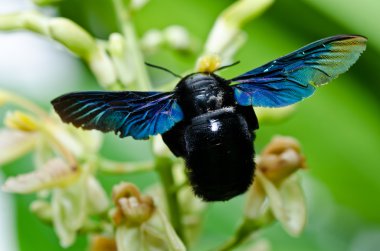 Carpenter bee in the nature clipart