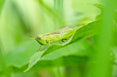 Grasshopper in green nature