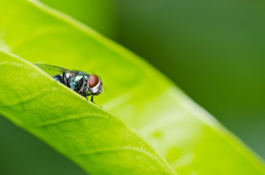 Yeşil doğada fly