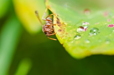 Wasp yeşil doğa veya Bahçe