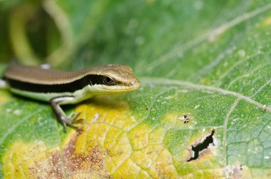 skink Bahçe