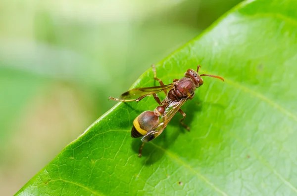Wasp in green nature or in garden — Stock Photo, Image