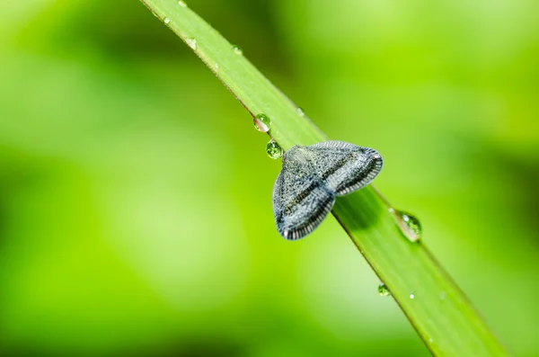 Vlinder in de groene natuur — Stockfoto