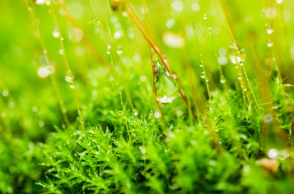 Свіжий мох і краплі води в зеленій природі — стокове фото