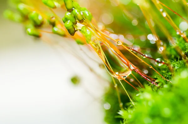 Musgo fresco e gotas de água na natureza verde — Fotografia de Stock