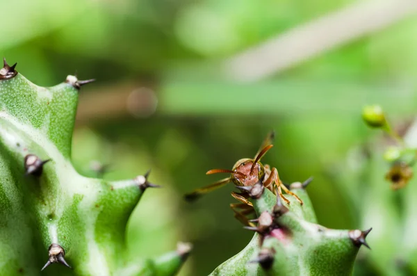 stock image Wasp and cactus in green nature or in garden