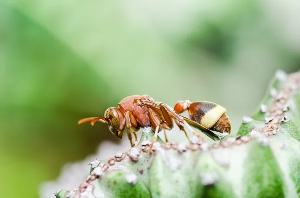 Wasp and cactus in green nature or in garden — Stock Photo, Image