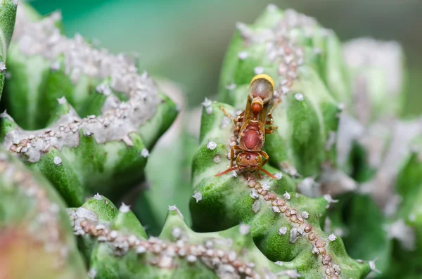 Wespe und Kaktus in grüner Natur oder im Garten — Stockfoto