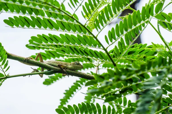 绿色自然在树上的蜥蜴 — 图库照片