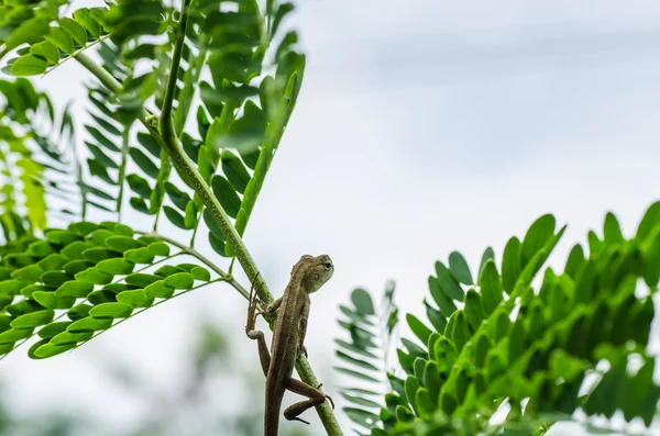 Kertenkele yeşil doğa ağaç üzerinde — Stok fotoğraf
