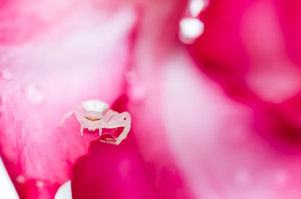 Araña blanca y flor rosa en la naturaleza — Foto de Stock
