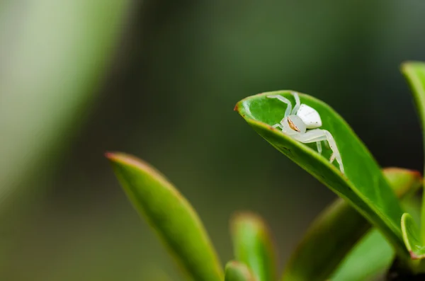 Doğada yaprak üzerinde beyaz örümcek — Stok fotoğraf