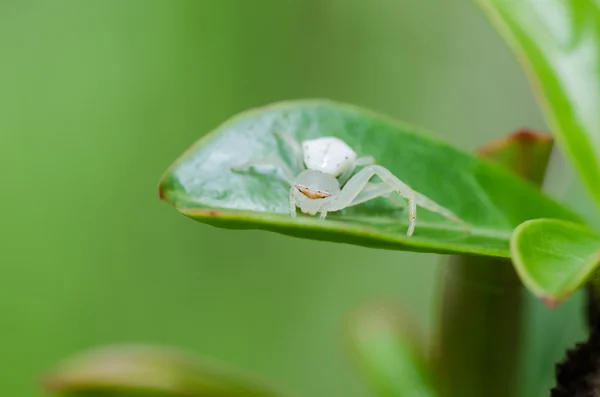 Weiße Spinne auf dem Blatt in der Natur — Stockfoto
