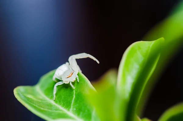 Белый паук на листьях в природе — стоковое фото