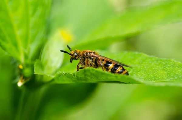 Wespe in der grünen Natur oder im Garten — Stockfoto