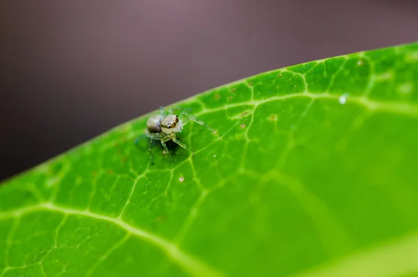 Jumping spider in green nature — Stock Photo, Image