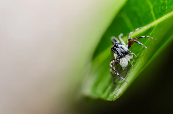 Aranha saltando na natureza verde — Fotografia de Stock
