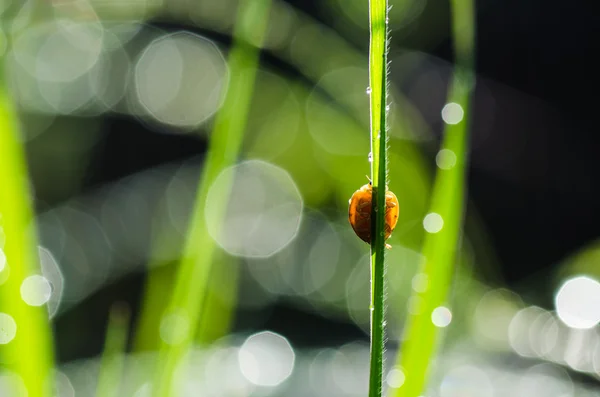 Coccinella e luce del sole bokeh nella natura verde — Foto Stock