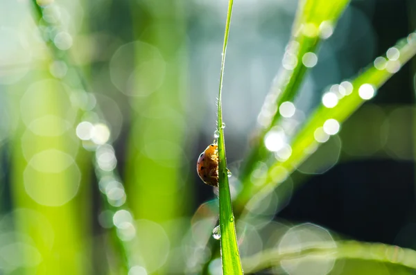 Ladybug and sunlight bokeh in green nature — Stock Photo, Image
