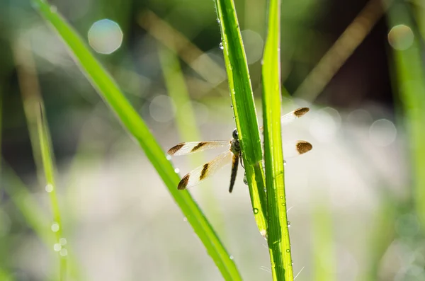 Libelle und Sonnenlicht im Garten — Stockfoto