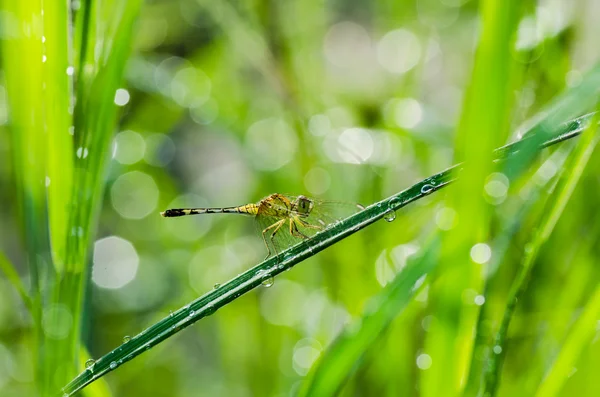 蜻蜓和阳光花园 — 图库照片