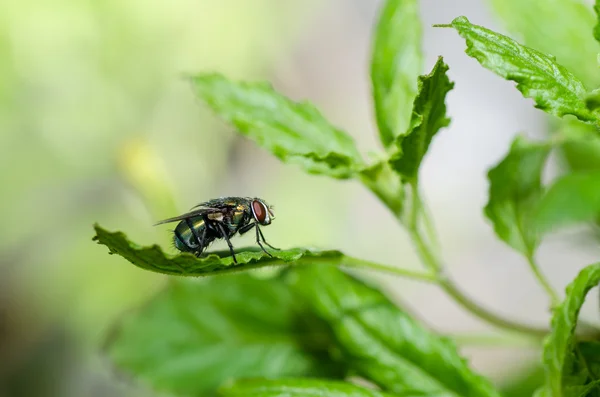 Yeşil doğada fly — Stok fotoğraf