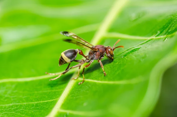 Wasp in de groene natuur of in de tuin — Stockfoto