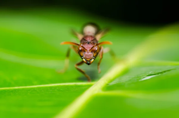 Wasp yeşil doğa veya Bahçe — Stok fotoğraf