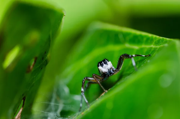 Прыжки паук макро в зеленой природе — стоковое фото