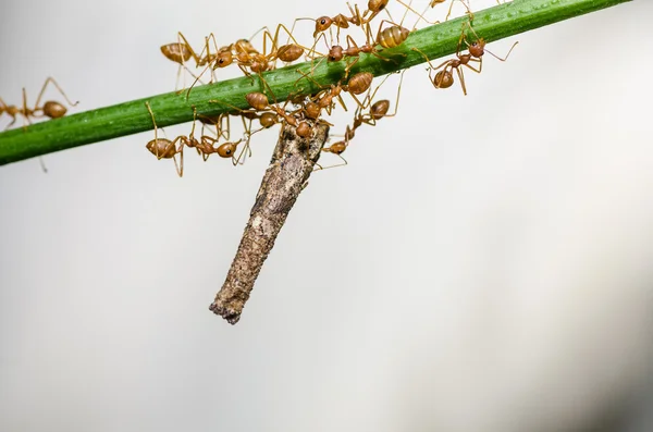 녹색 자연에 붉은 개미 매크로 — 스톡 사진