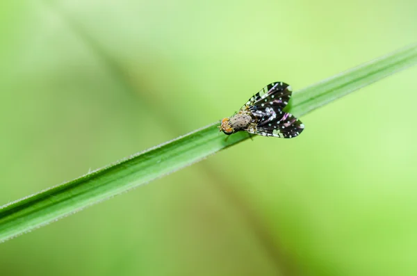 A zöld természetben makró Fly — Stock Fotó
