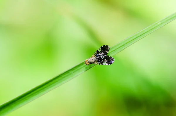 A zöld természetben makró Fly — Stock Fotó