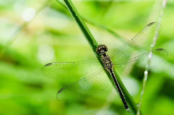花园中的蜻蜓宏 — 图库照片