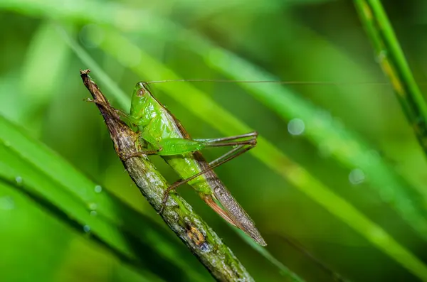 Heuschrecken-Makro in grüner Natur — Stockfoto