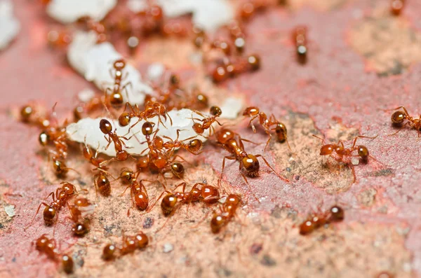 Pracy zespołowej mrówek ognia — Zdjęcie stockowe