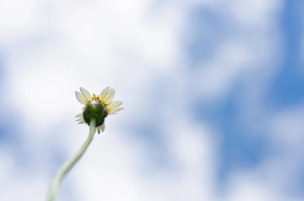 Beyaz çiçek ot ve mavi gökyüzü — Stok fotoğraf