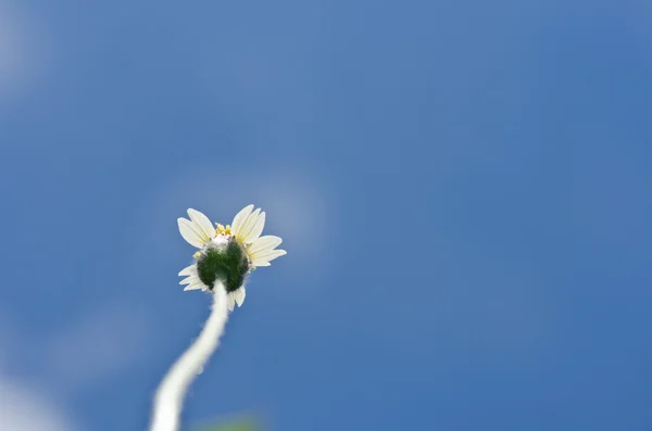Beyaz çiçek ot ve mavi gökyüzü — Stok fotoğraf