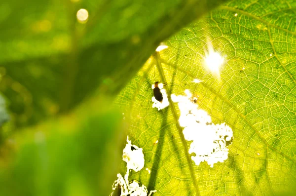 Апельсиновий жук їсть лист і сонячне світло — стокове фото