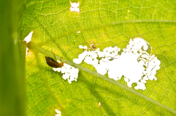 オランウータンのカブトムシを食べる葉と日光 — ストック写真