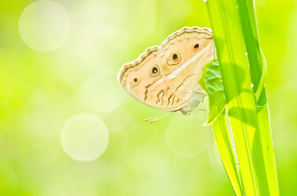 Mariposa en la naturaleza verde —  Fotos de Stock